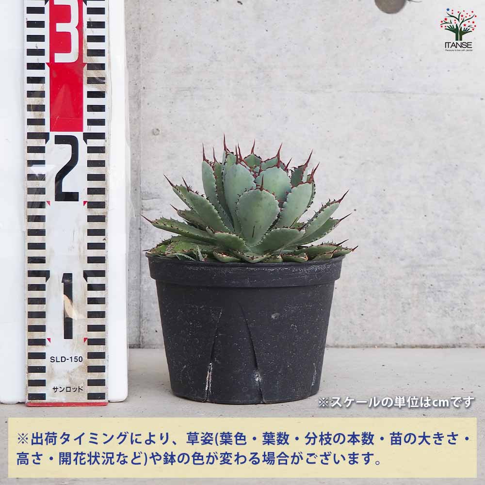 アガベ 吉祥冠 【多肉植物 5号鉢／1個売り】｜ 【植物のITANSE