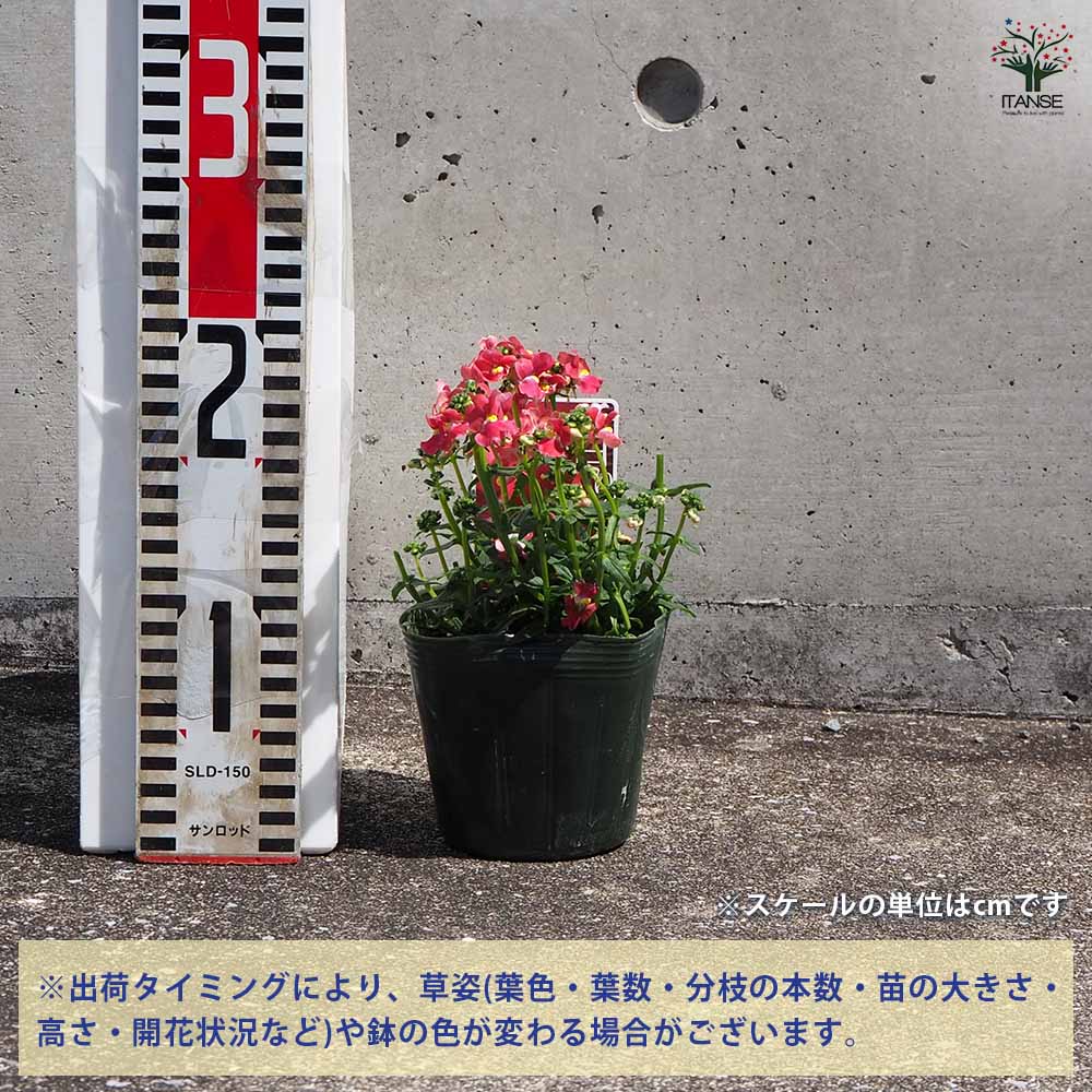 宿根ネメシア メーテル サーモンピンク 【花苗 3.5号ポット】 宿根ネメシア メーテル サーモンピンク 【花苗 3.5号ポット】 【公式通販】