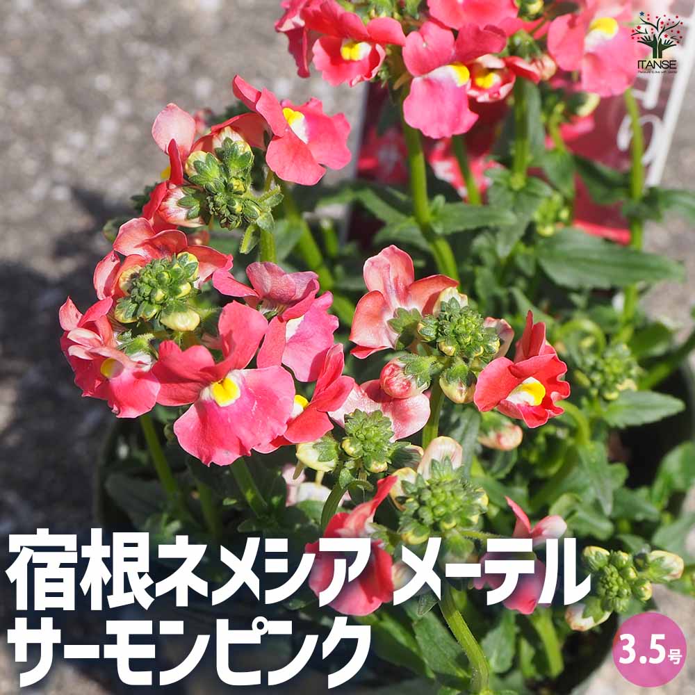 宿根ネメシア メーテル サーモンピンク 【花苗 3.5号ポット】