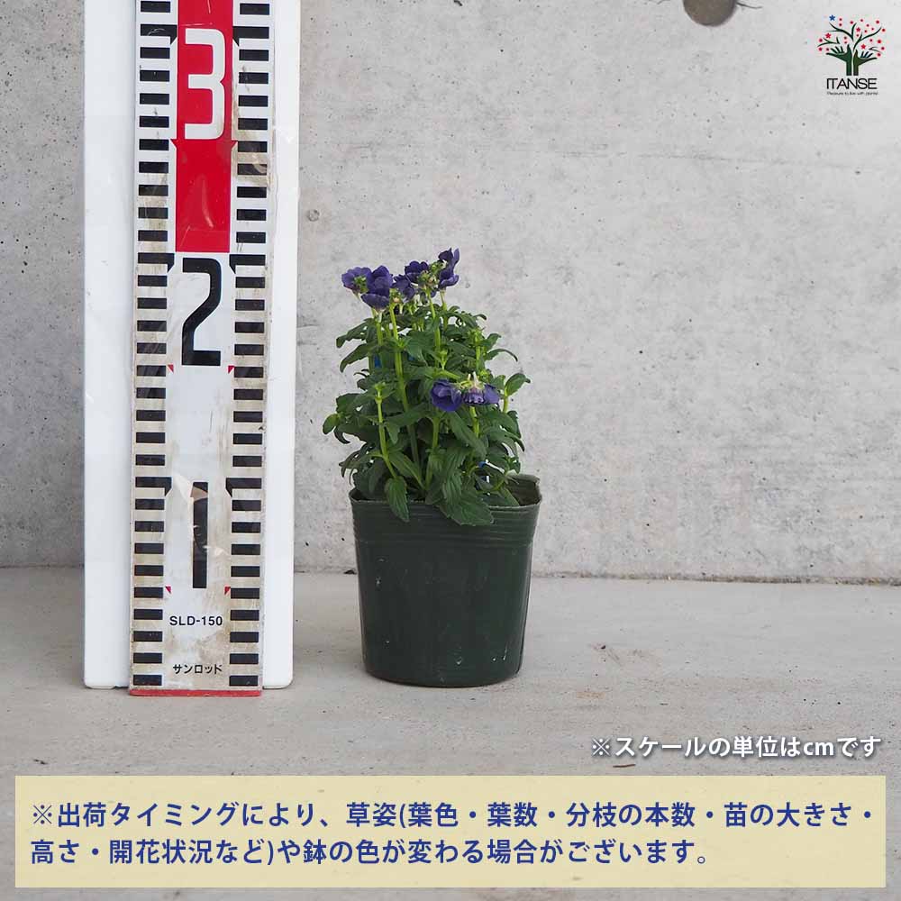 宿根ネメシア メーテル ミッドナイトブルー 【花苗 3.5号ポット