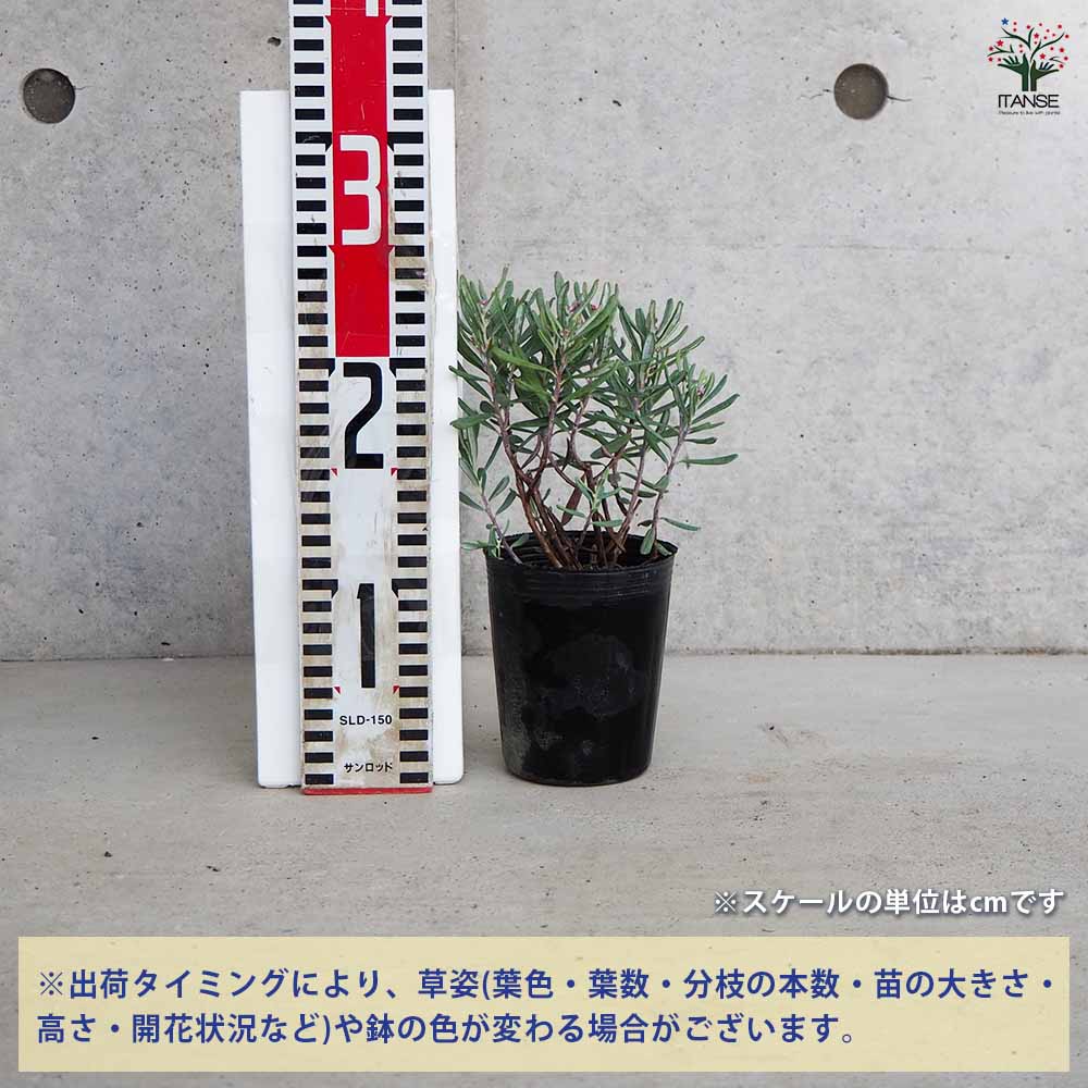 姫石楠花 アンドロメダ ポリフォリア・ブルーアイス 【花苗 3号ポット