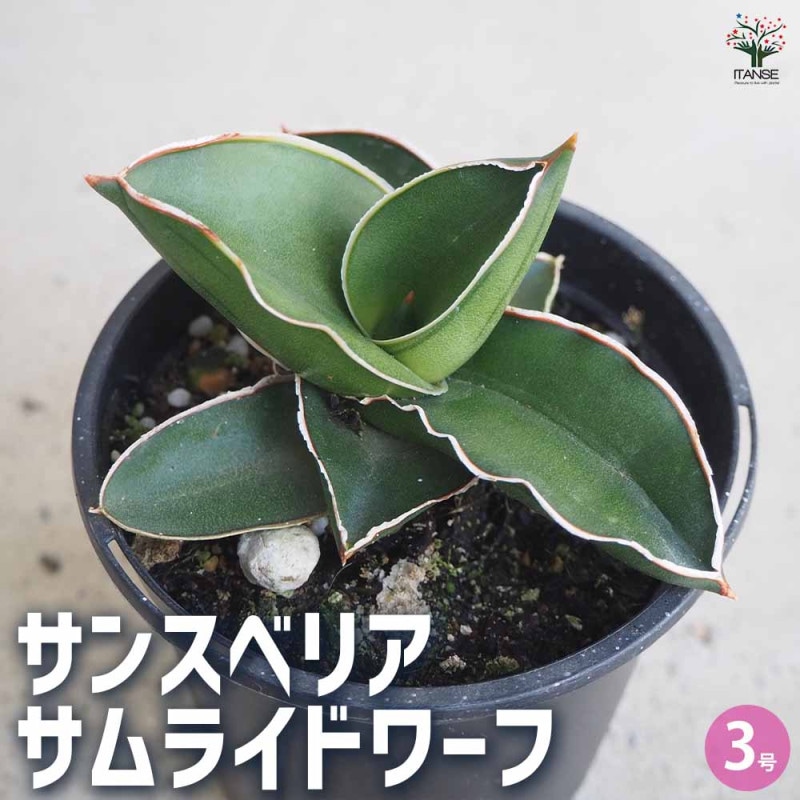 サンスベリア ブラックドラゴン 【観葉植物 3.5号】｜ 【植物の