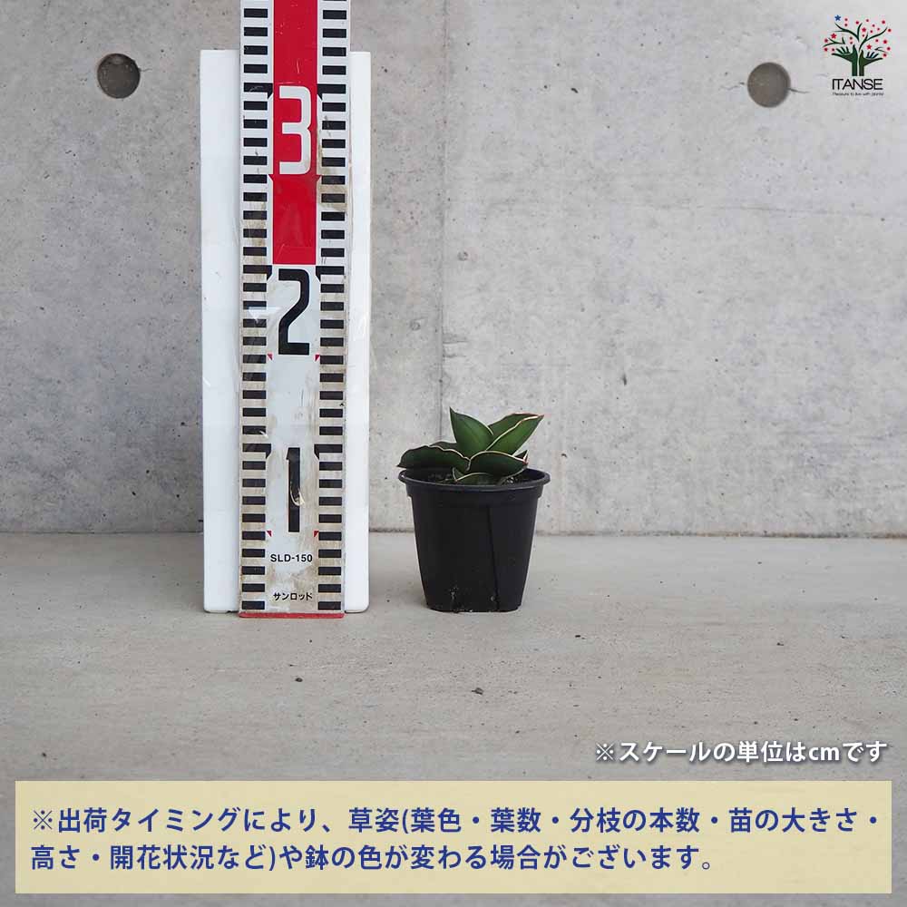現品］サンセベリア サムライドワーフ 観葉植物 室内 おしゃれ