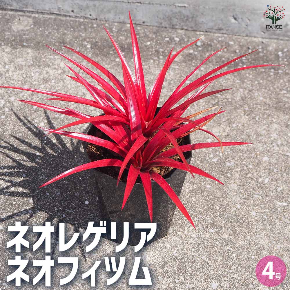 ネオレゲリア ネオフィツム 【観葉植物 4号鉢／1個売り】