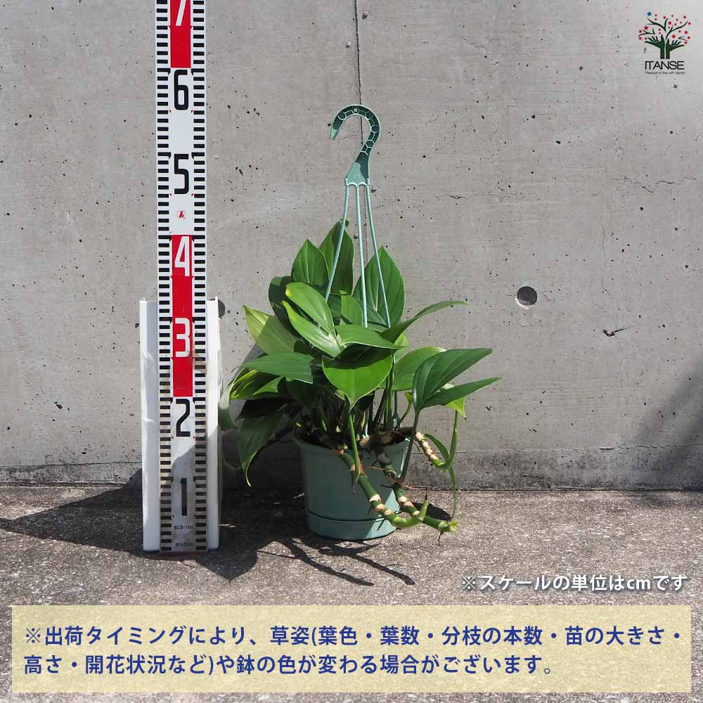 追加商品画像