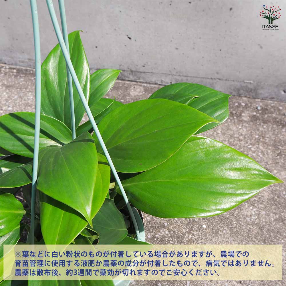 追加商品画像