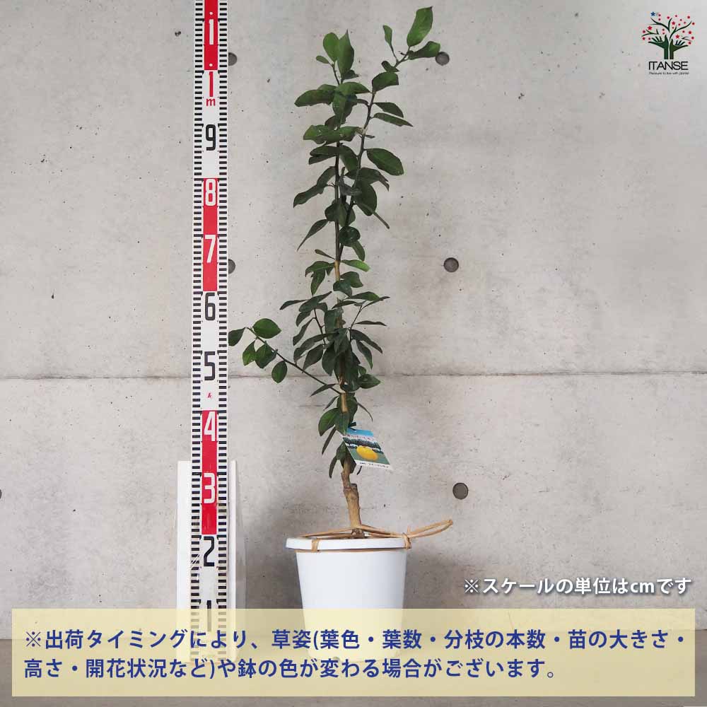 スイートレモネード 【果樹の苗木 7号鉢／1個売り】｜ 【植物の