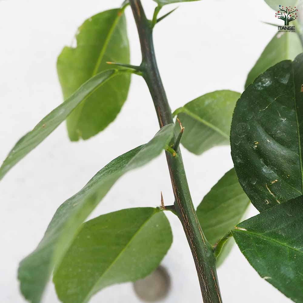 スイートレモネード 【果樹の苗木 7号鉢／1個売り】｜ 【植物の