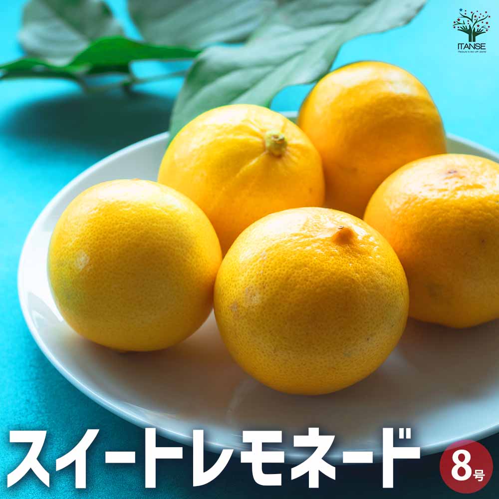 スイートレモネード 【果樹の苗木 8号鉢／1個売り】