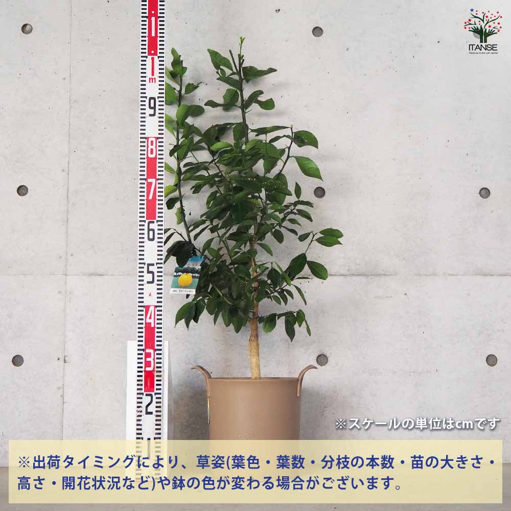 スイートレモネード 【果樹の苗木 8号鉢／1個売り】｜ 【植物の