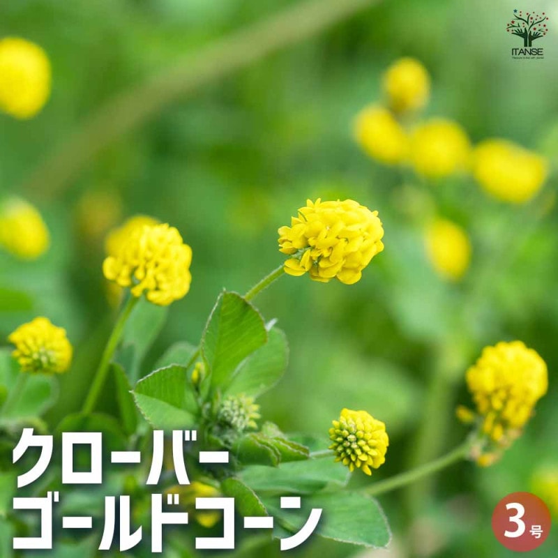 リューコスペルマム カーニバルイエロー 【花木苗 7号／1個売り