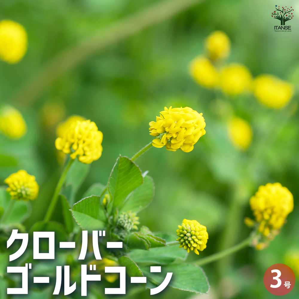 クローバー ゴールドコーン 2個～【花苗 3号ポット】