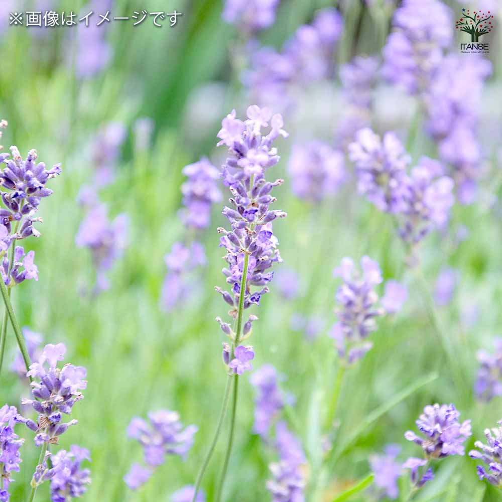 ラベンダー フォーボーストーム 2個～【ハーブの苗 3号ポット