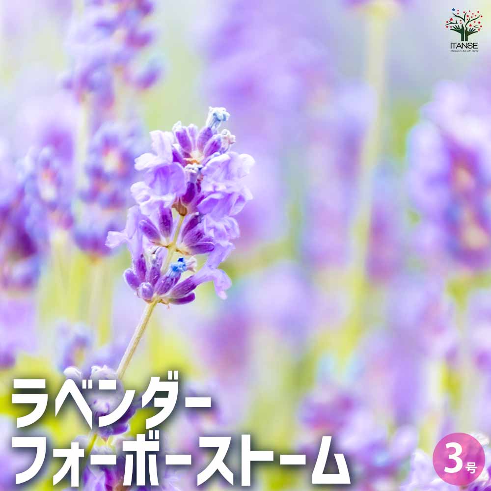 ラベンダー フォーボーストーム 2個～【ハーブの苗 3号ポット】