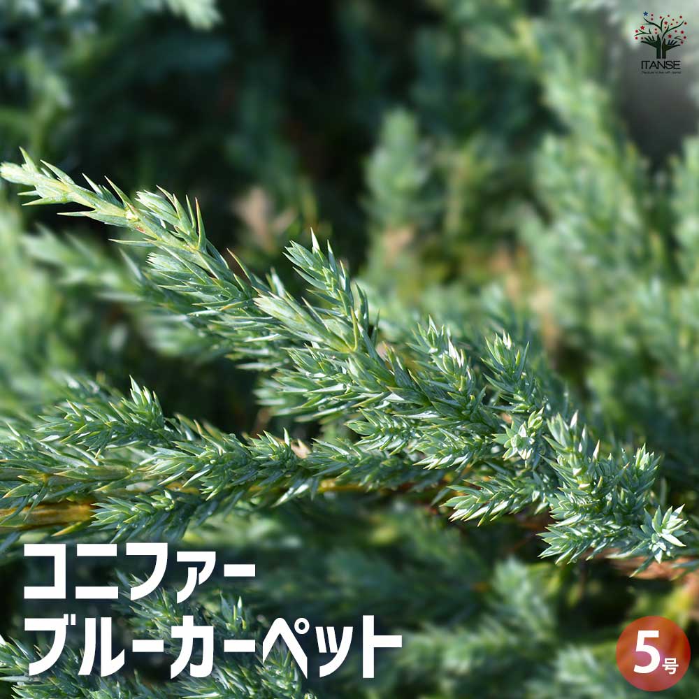 コニファー ブルーカーペット 【花苗 5号ポット／1個売り】