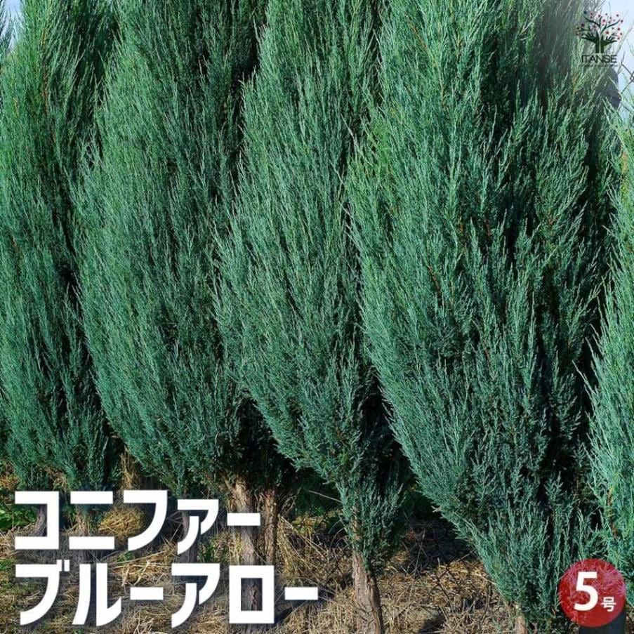 コニファー ブルーアロー 【花苗 5号ポット／1個売り】｜ 【植物の