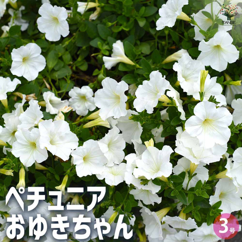 雲竜梅(ウンリュウバイ) 【庭木 8号鉢／1個売り】｜ 【植物の