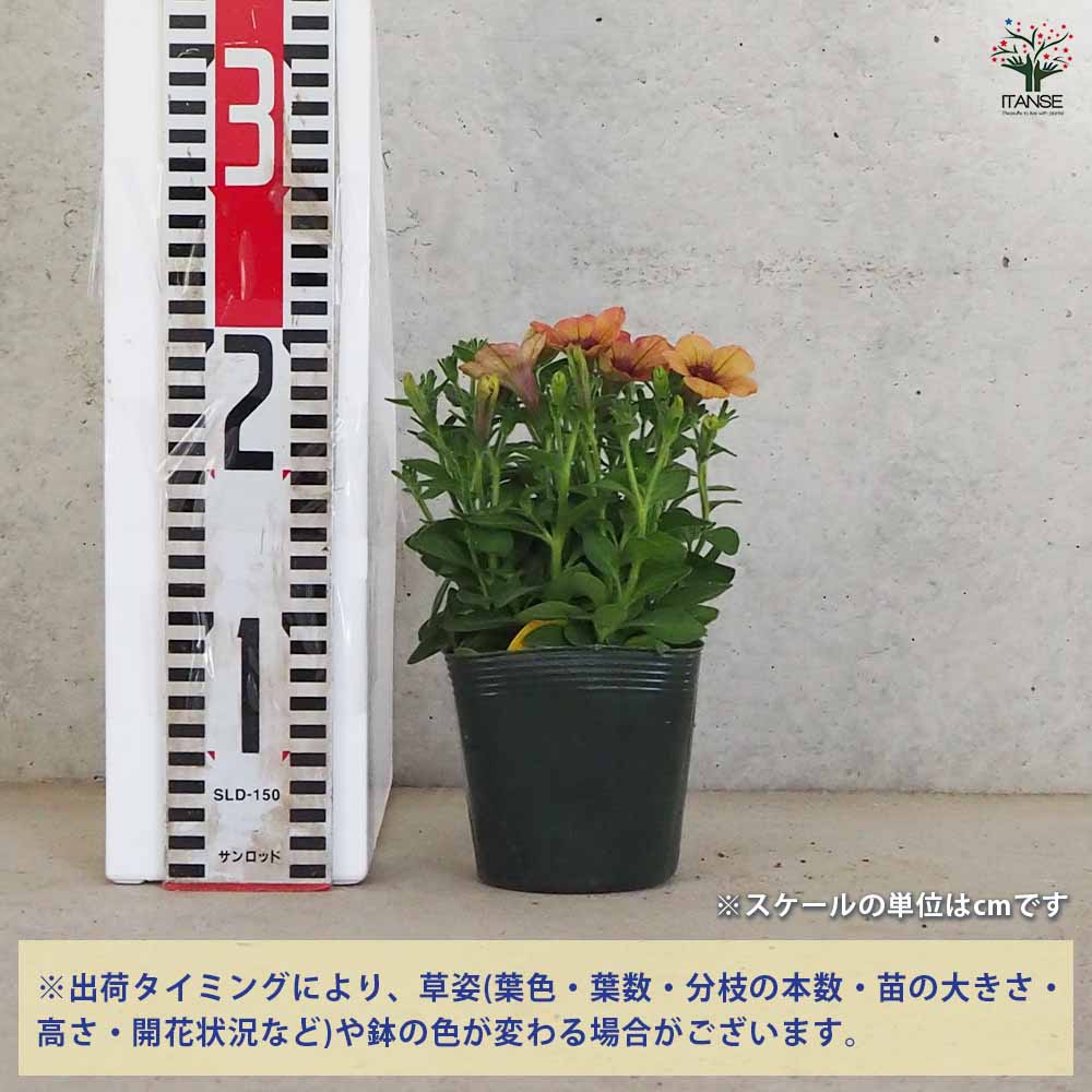 ペチュニア アンティーク 【花苗 3.5号ポット】｜ 【植物の