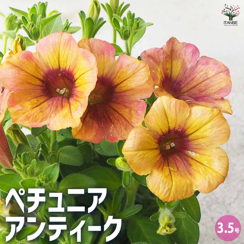 ペチュニア アンティーク 【花苗 3.5号ポット】