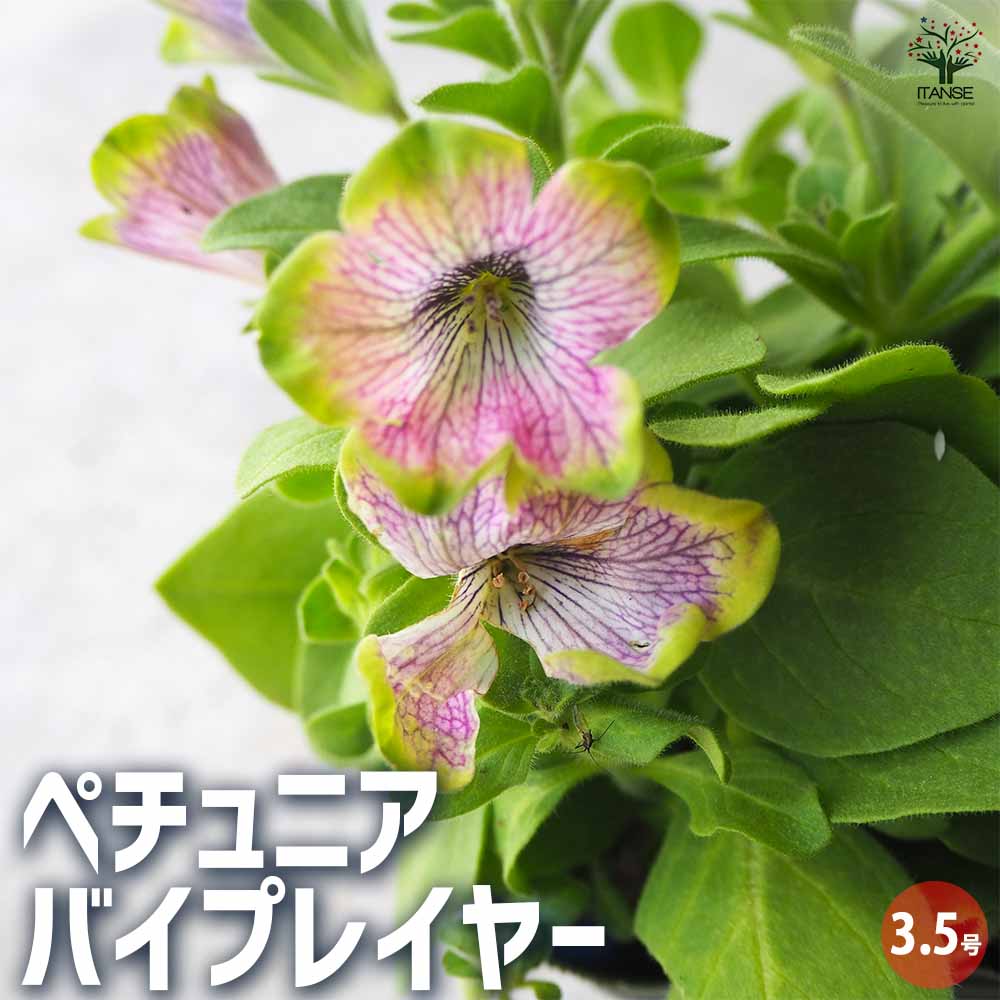 ペチュニア バイプレイヤー 【花苗 3.5号ポット】