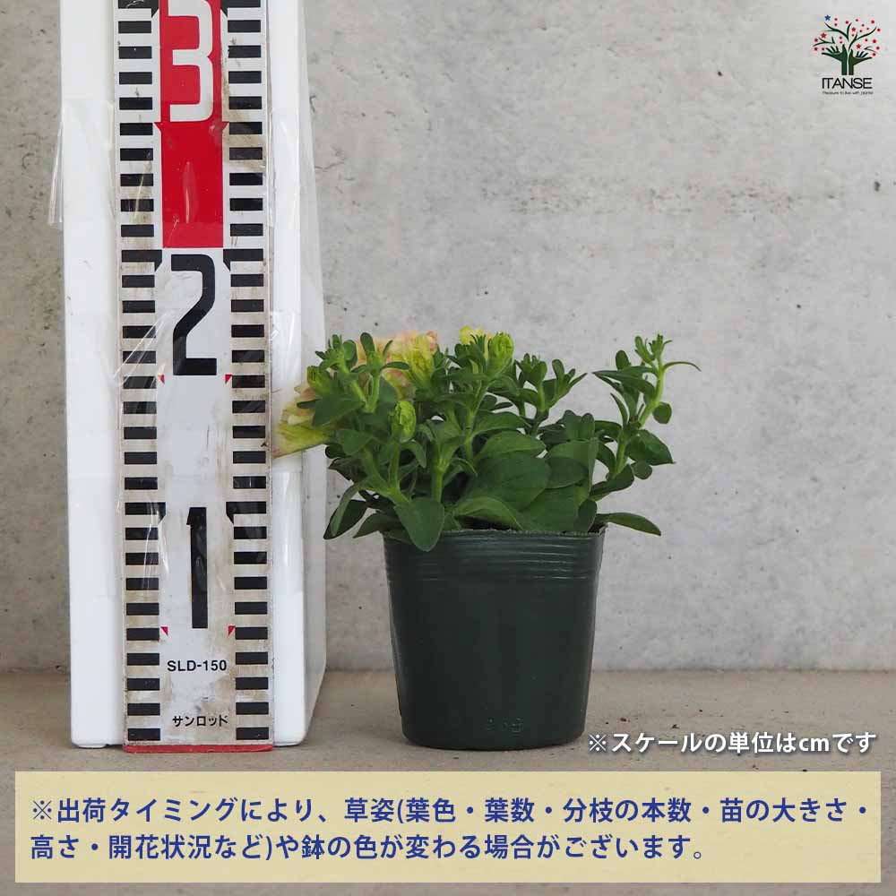 ペチュニア 珊瑚 【花苗 3.5号ポット】｜ 【植物のITANSE】全品