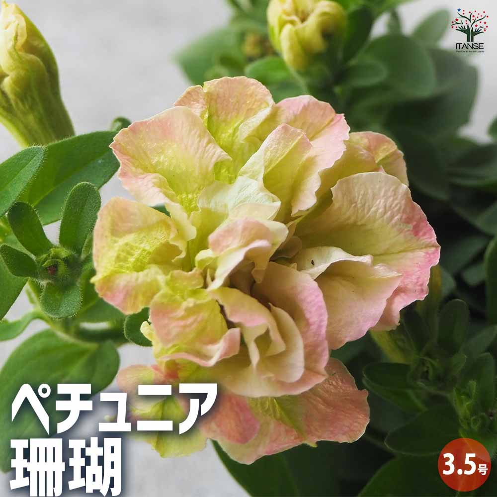 ペチュニア 珊瑚 【花苗 3.5号ポット】