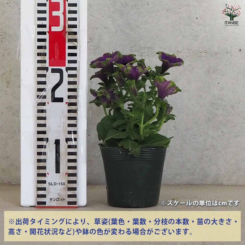 ペチュニア 真輝 【花苗 3.5号ポット】｜ 【植物のITANSE