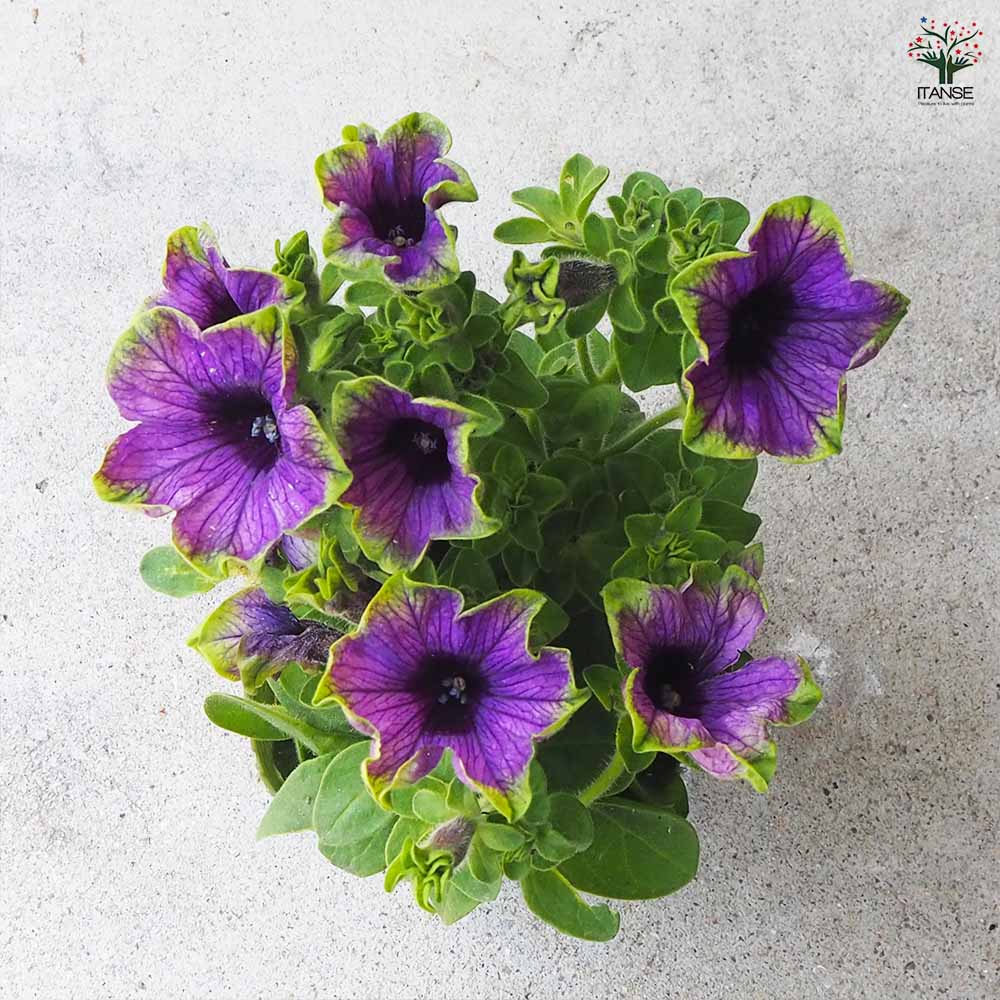 ◆　根付き苗　◆希少品種◆タグ付き　ペチュニア◆　真輝　～まさき～ ◇ 根付き苗 ◇希少品種◇タグ付き ペチュニア◇ 真輝 ～まさき