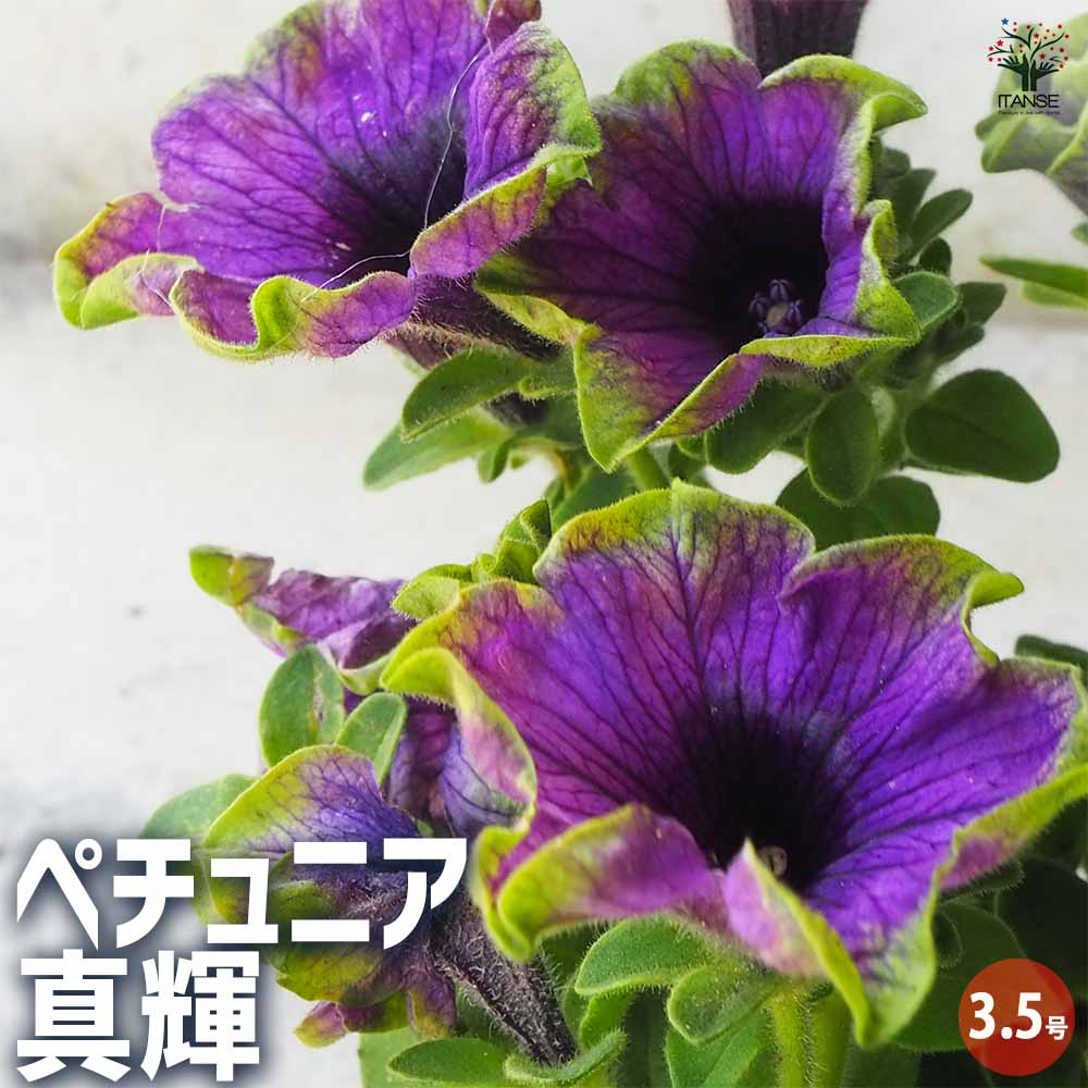 ペチュニア 真輝 【花苗 3.5号ポット】