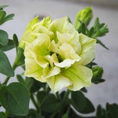 ペチュニア 萌木 【花苗 3.5号ポット】|花苗
