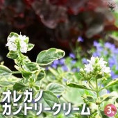 オレガノ カントリークリーム 2個〜【花苗 3号ポット】|花苗