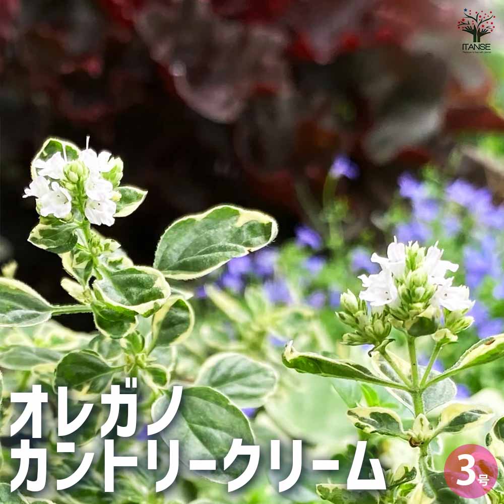 オレガノ カントリークリーム 2個～【花苗 3号ポット】