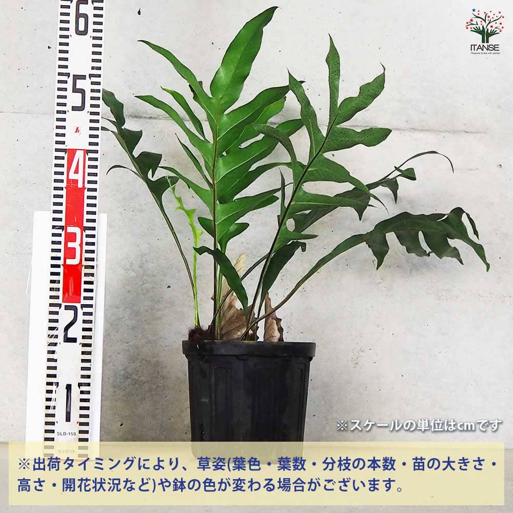 ドリナリア クエルシフォリア 【観葉植物 6号鉢／1個売り