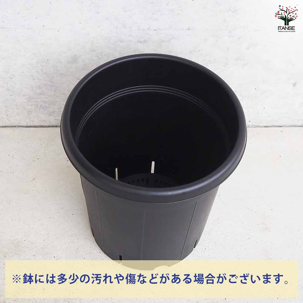 フルーツ鉢 Apricot Zebra Tomato Organic Seeds – Hudson Valley Seed Company