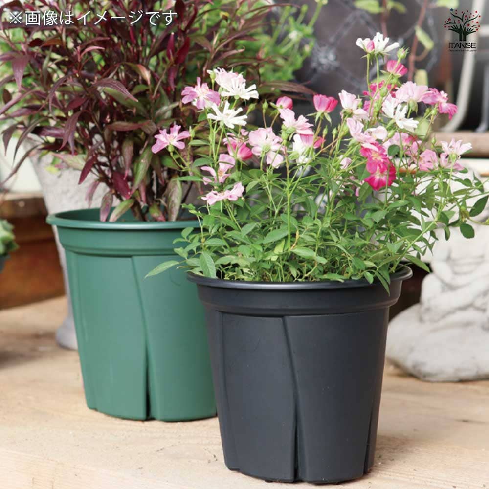 発根済　鉢入り 根っこつよし 4号 黒（ブラック) スリット入りプラ鉢