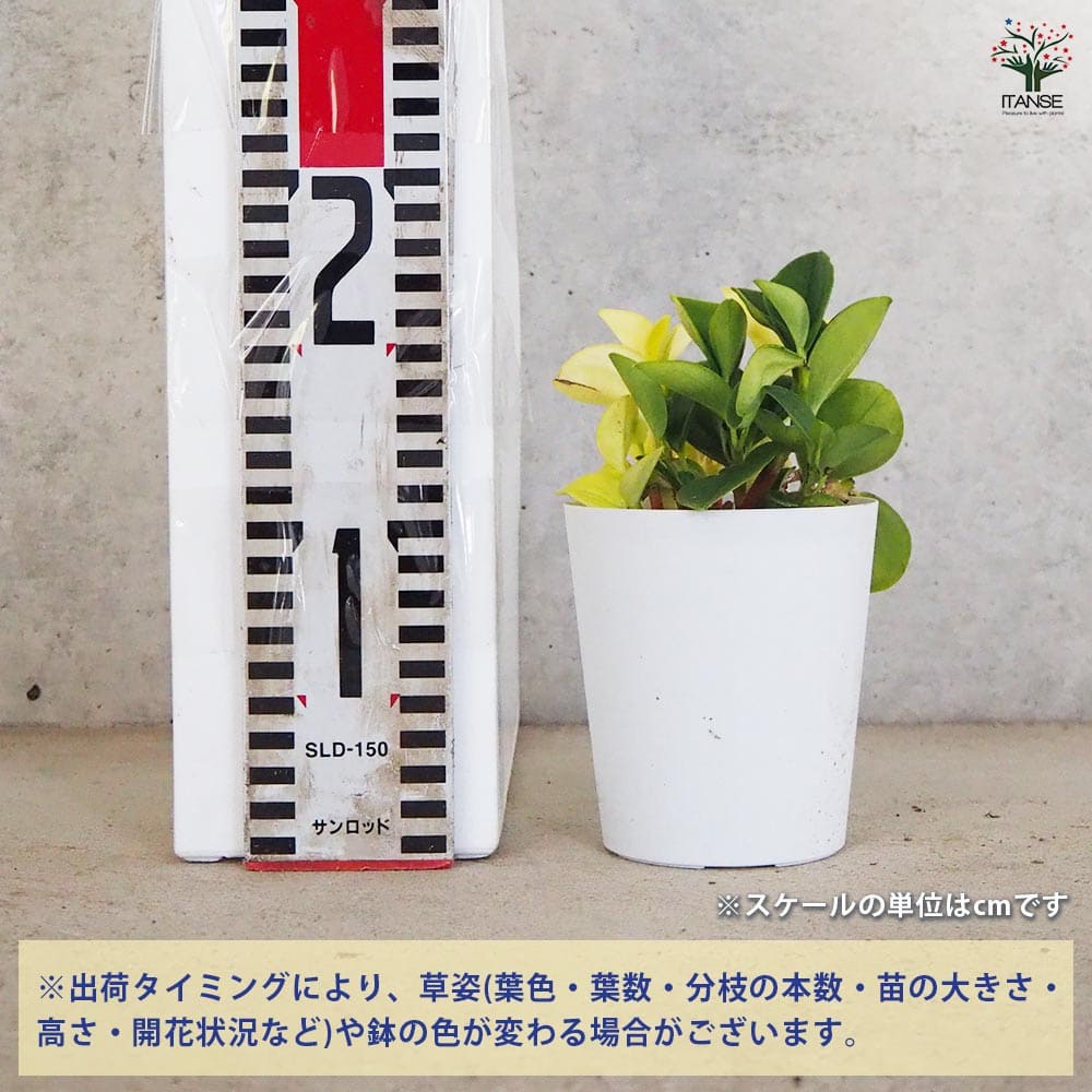 慈禧西太后書拓本掛け軸 慈禧西太后書拓本掛け軸