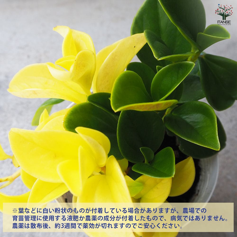 観葉植物 ペペロミア グラベラ 【観葉植物 3.5号鉢】｜ 【植物の