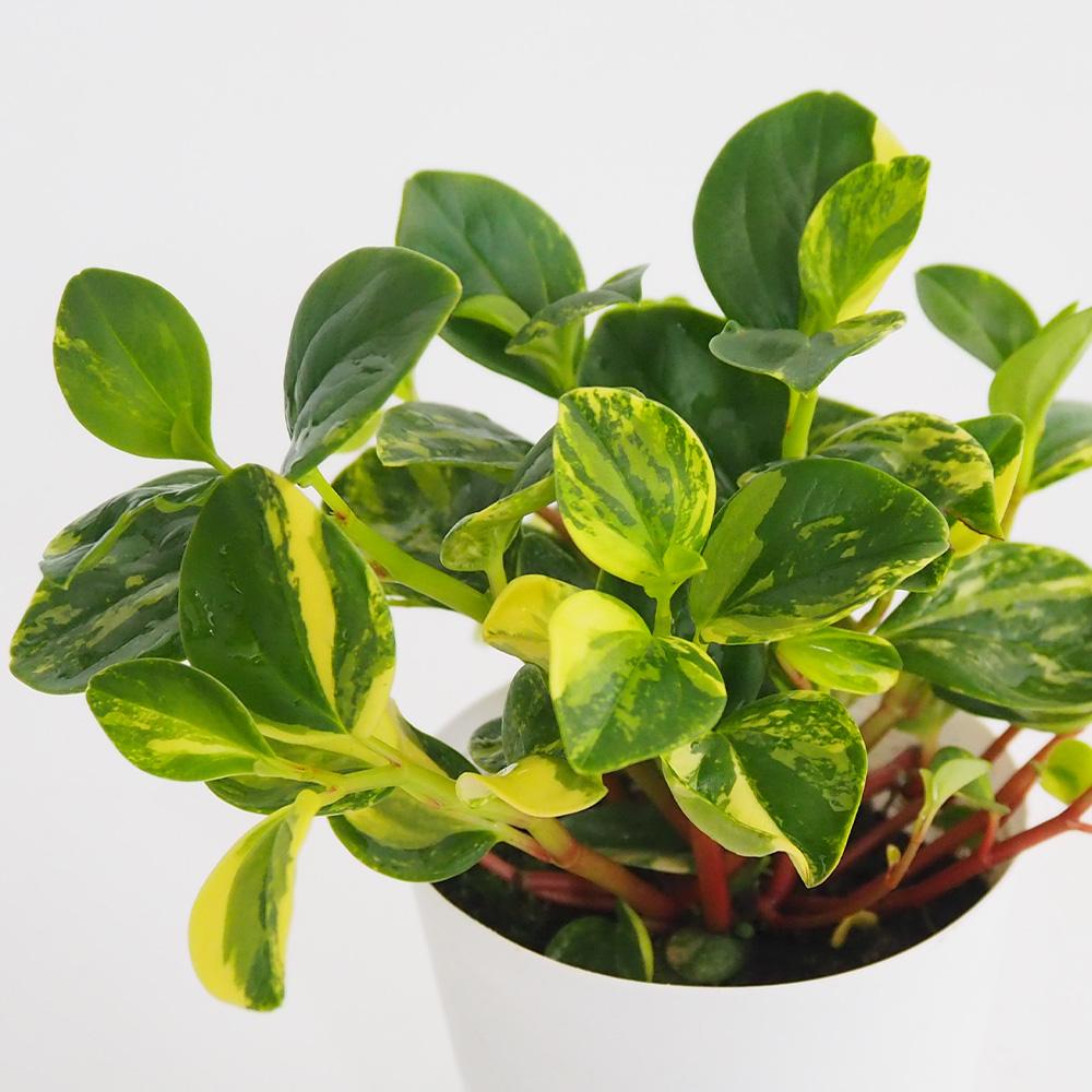 観葉植物 ペペロミア グラベラ 【観葉植物 3.5号鉢】
