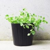 観葉植物 ペペロミア 真亜子 【観葉植物 3号ポット】|観葉植物