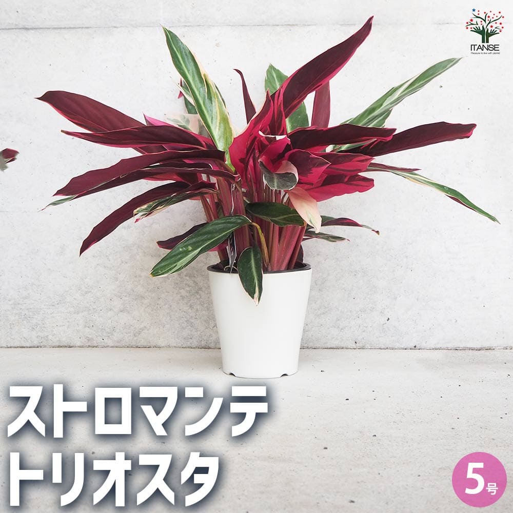 観葉植物 ストロマンテ トリオスタ 【観葉植物 5号鉢／1個売り】