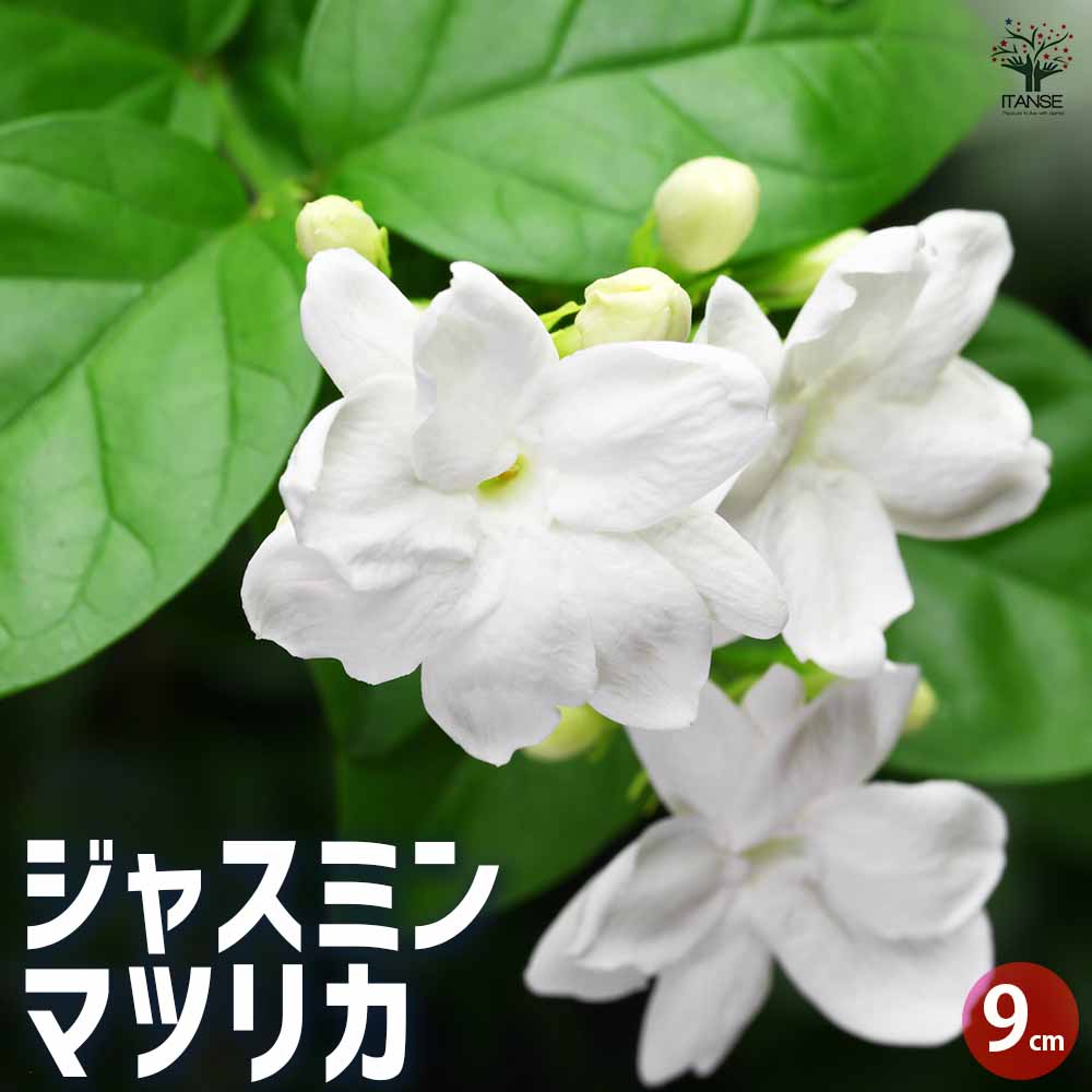 ジャスミン マツリカ 【花木苗 9cmポット／お買い得2個セット】