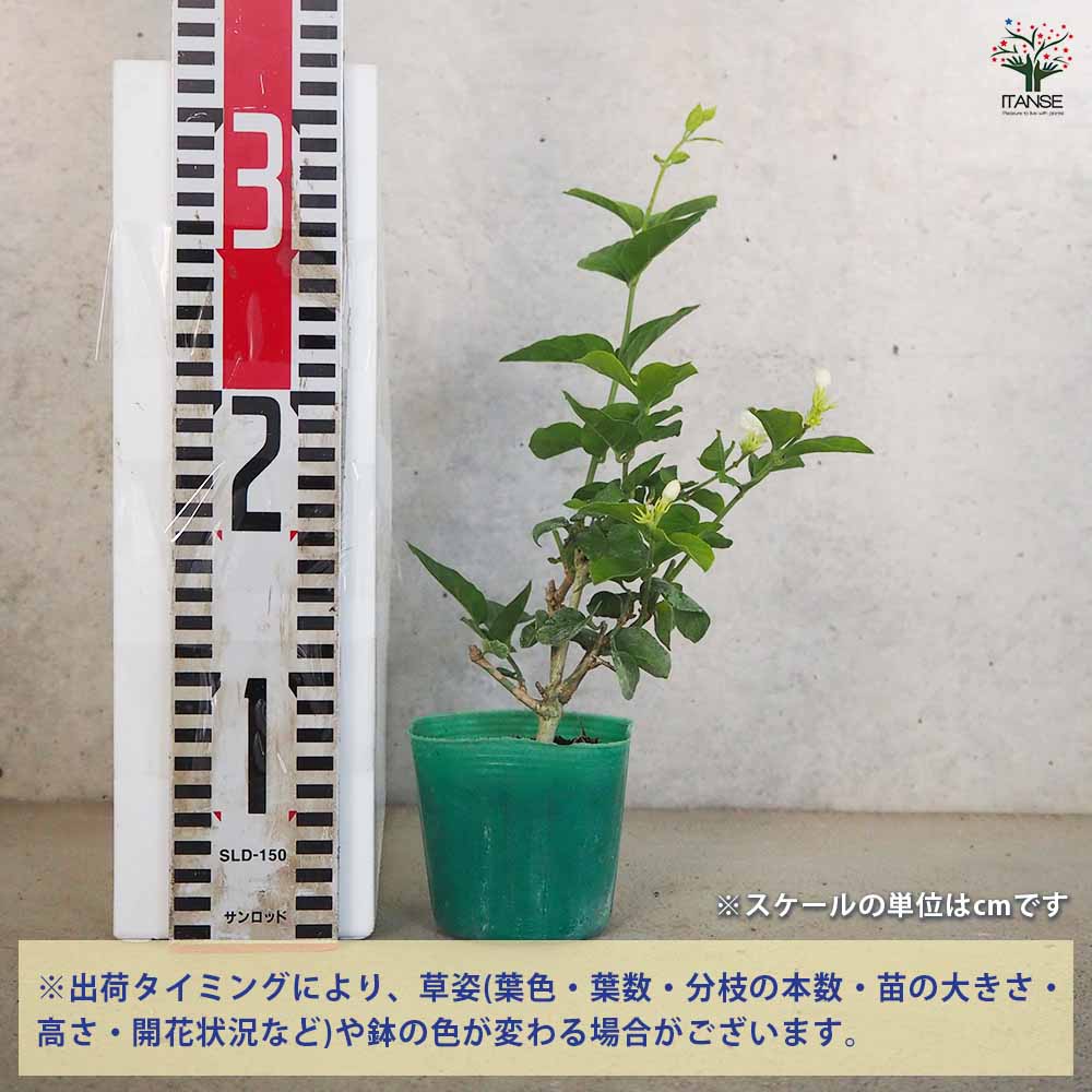 ジャスミン マツリカ 【花木苗 9cmポット／お買い得2個セット