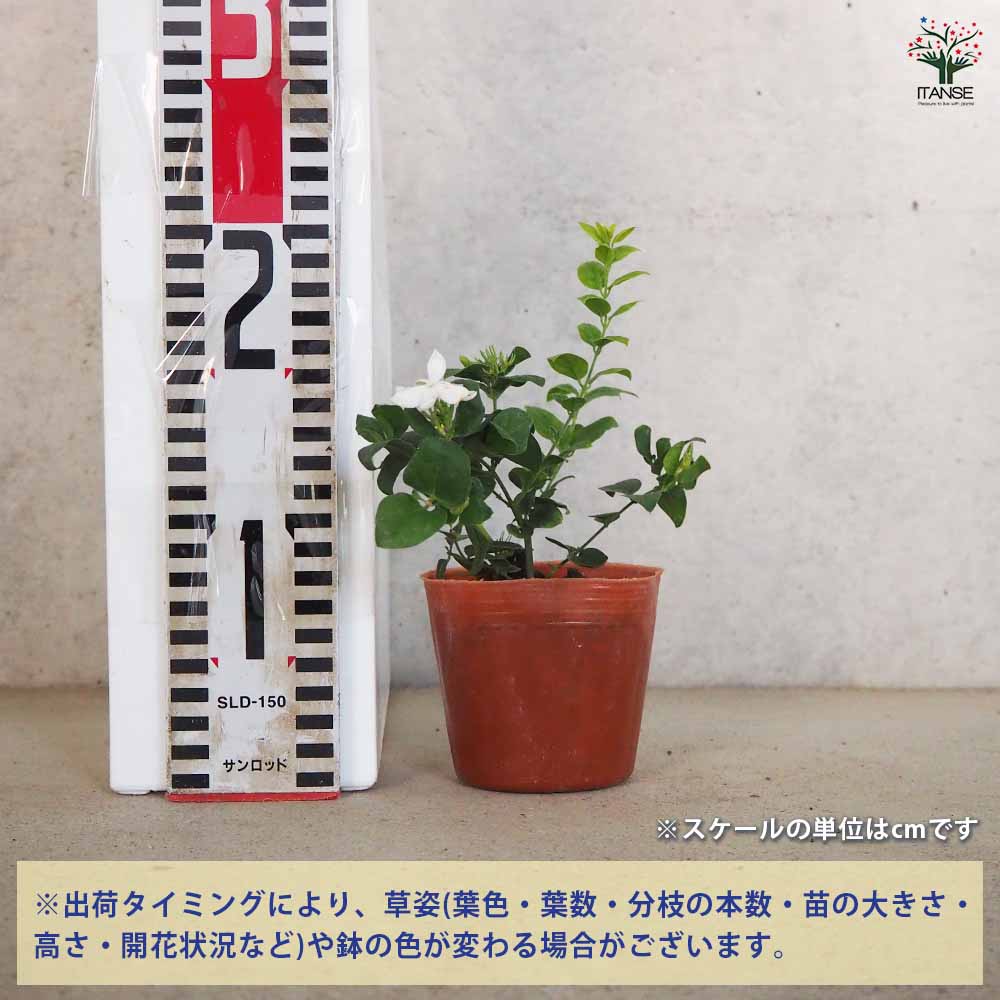 ジャスミン 花美人 【花木苗 9cmポット／お買い得2個セット】｜ 【植物