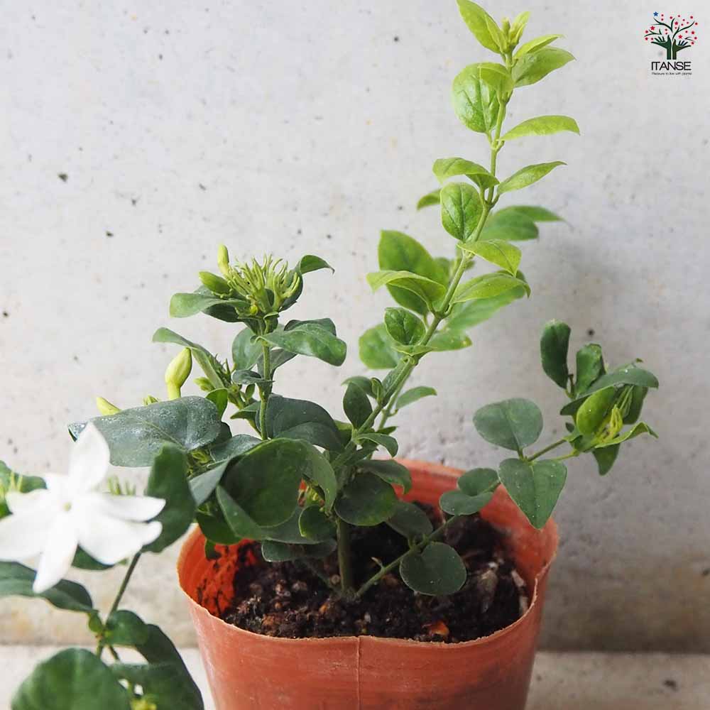 ジャスミン 花美人 【花木苗 9cmポット／お買い得2個セット】｜ 【植物