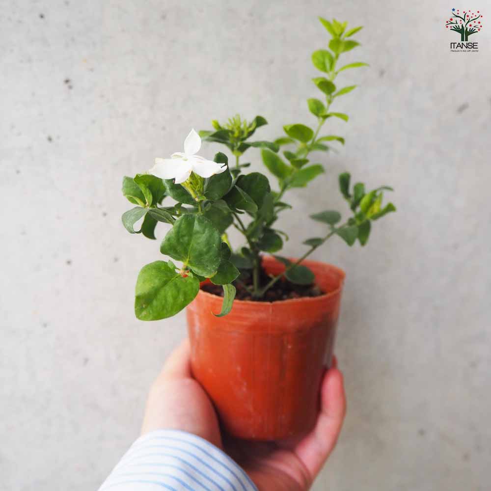 ジャスミン 花美人 【花木苗 9cmポット／お買い得2個セット】｜ 【植物