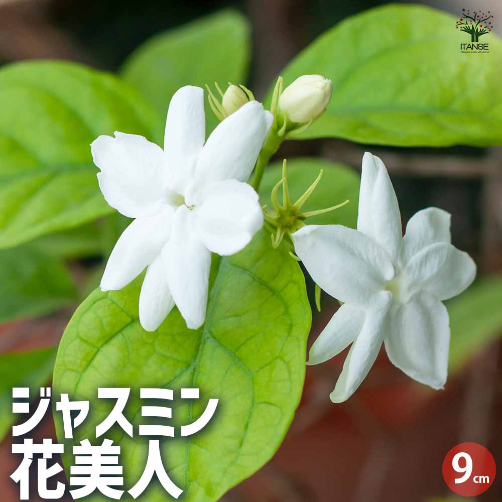 ジャスミン 花美人 【花木苗 9cmポット／お買い得2個セット】