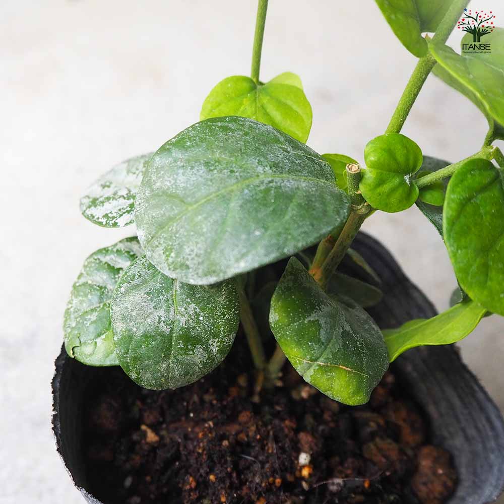 ジャスミン ヤエマツリカ 【花木苗 9cmポット／お買い得2個