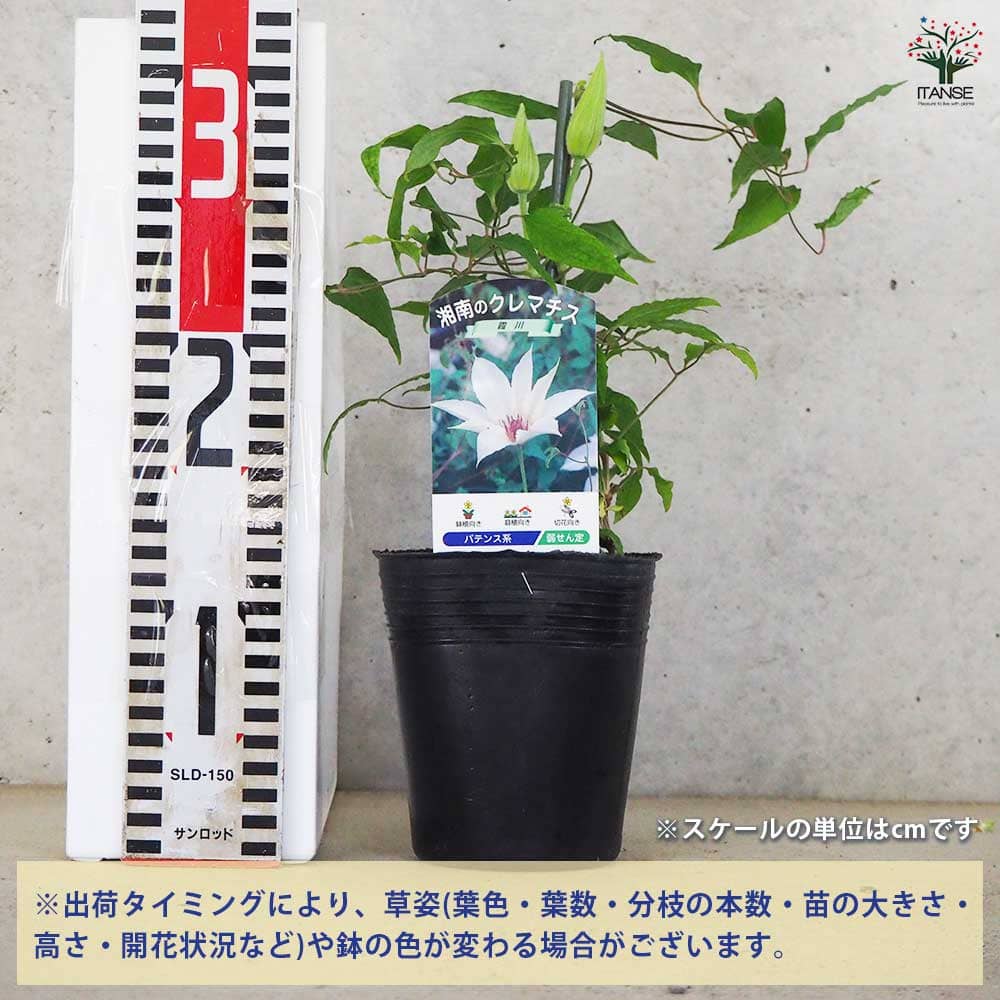 クレマチス 霞川 【花木苗 3.5号ポット/1個売り】| 【植物の クレマチス 霞川 【花木苗 3.5号ポット/1個売り】| 【植物の