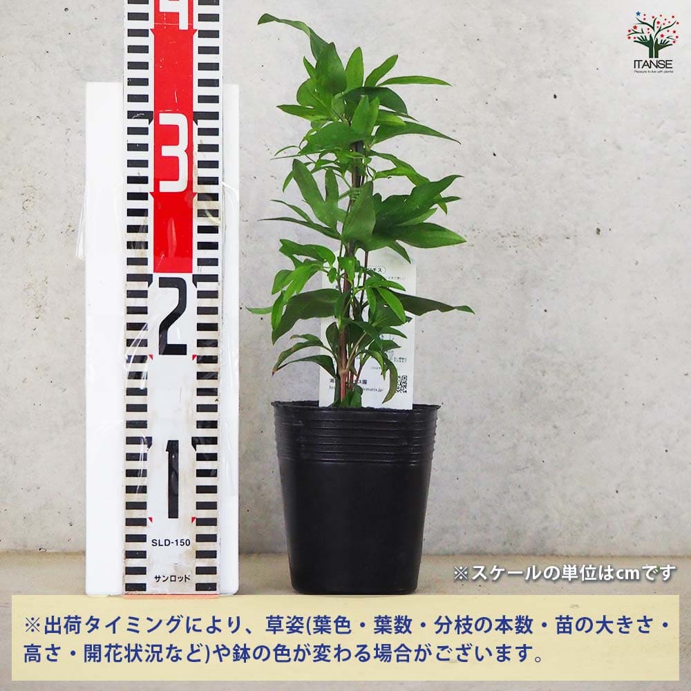 クレマチス 藤かほり 【花木苗 3.5号ポット／1個売り】｜ 【植物の