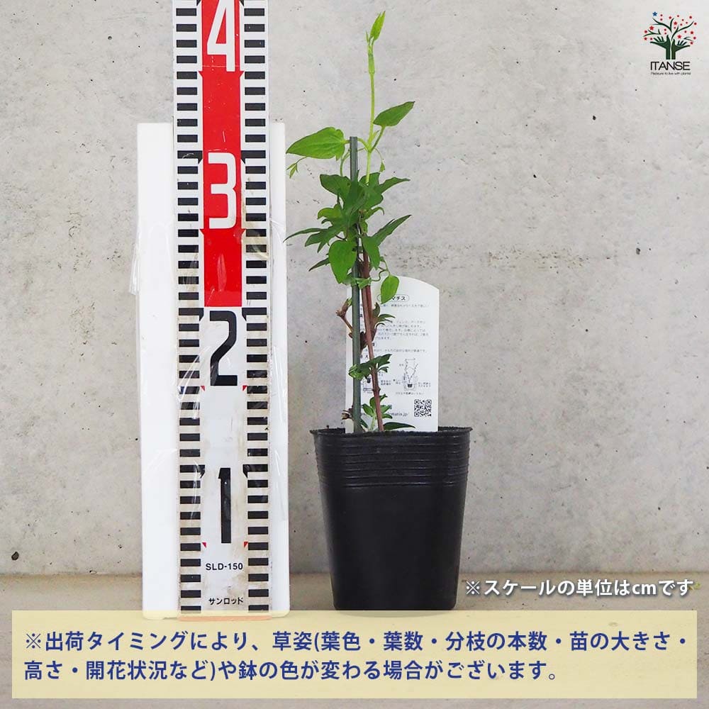 クレマチス ビオラ 【花木苗 3.5号ポット／1個売り】｜ 【植物の
